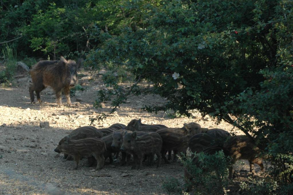 Agriturismo Bio Le Macchie Alte Manciano Εξωτερικό φωτογραφία